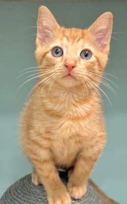 Rufio image 2