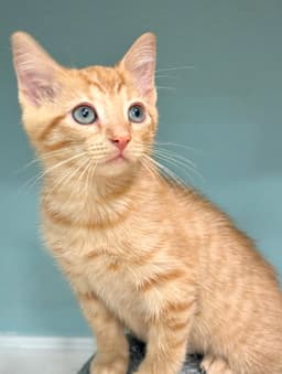 Rufio image 3