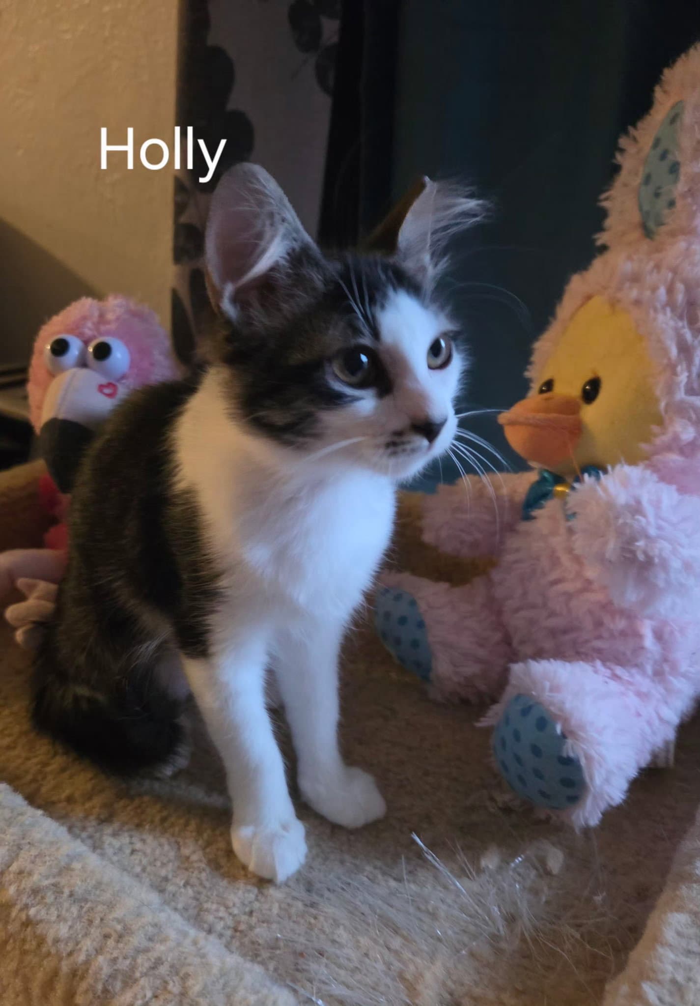 Holly - Domestic Short Hair