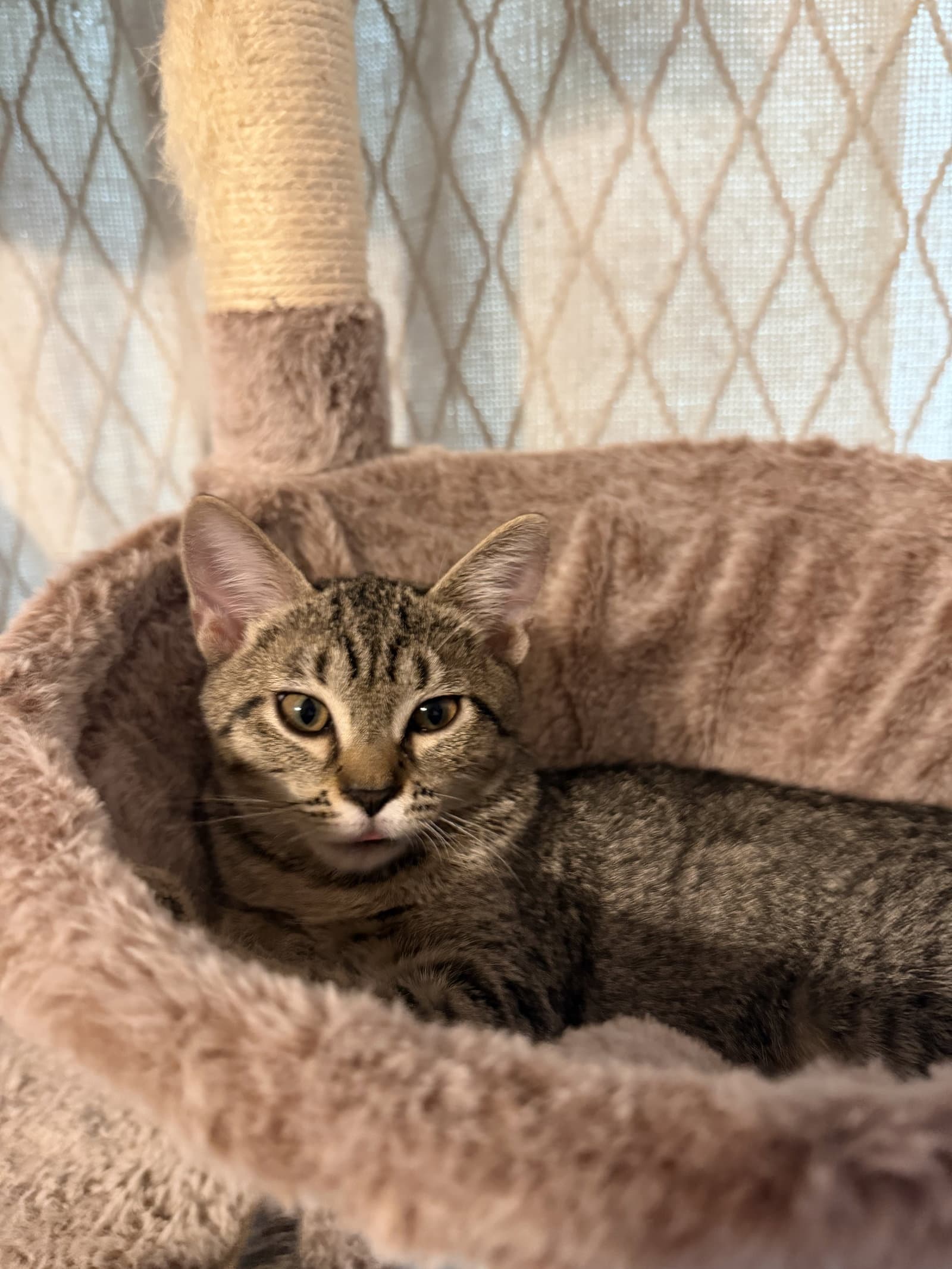 Stormy - Domestic Short Hair