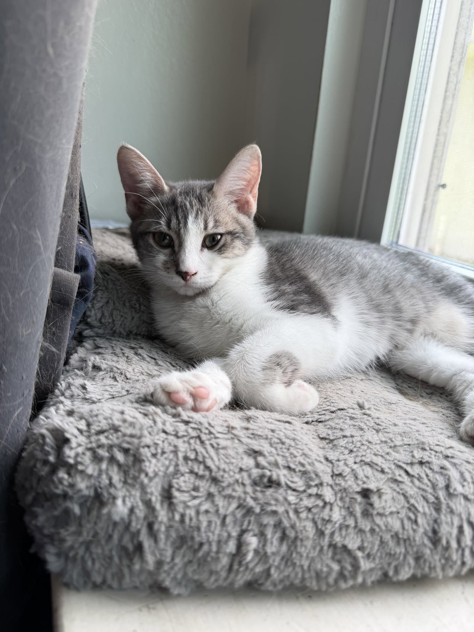 Misty - Domestic Short Hair