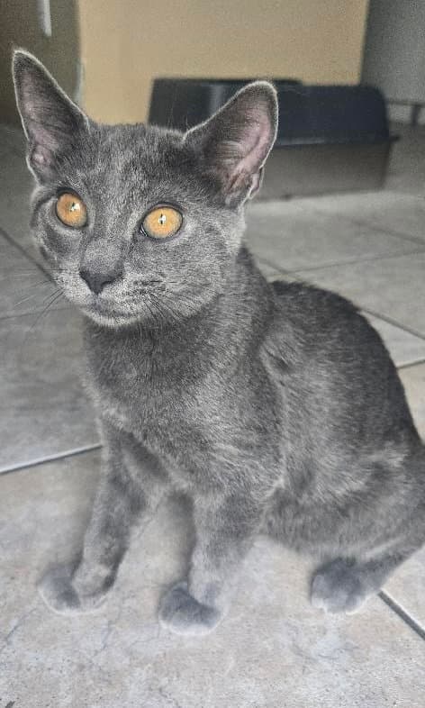 Norrin - Domestic Short Hair