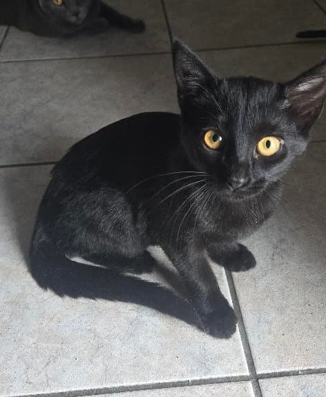 Midnight - Domestic Short Hair
