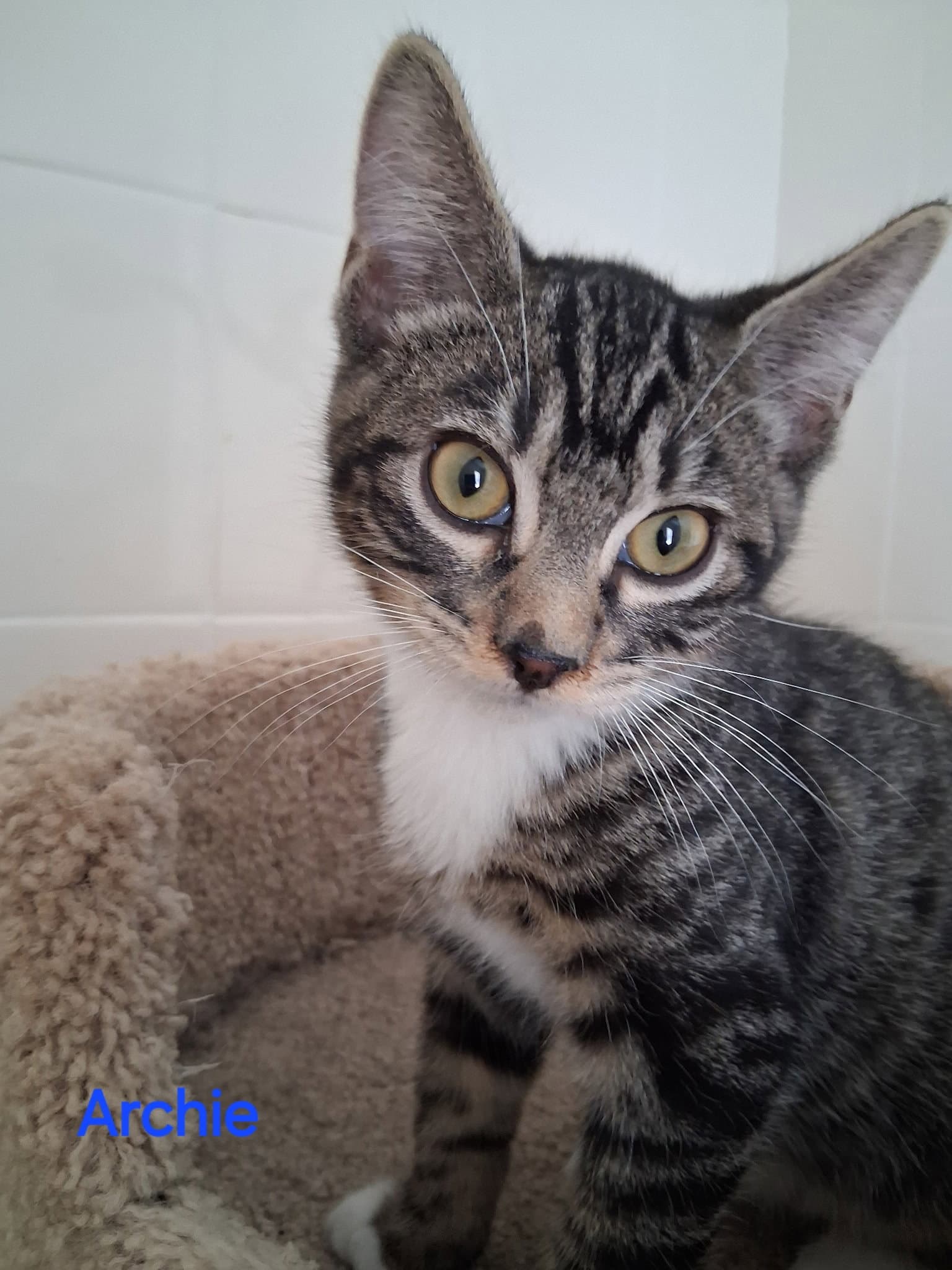 Archie - Domestic Short Hair