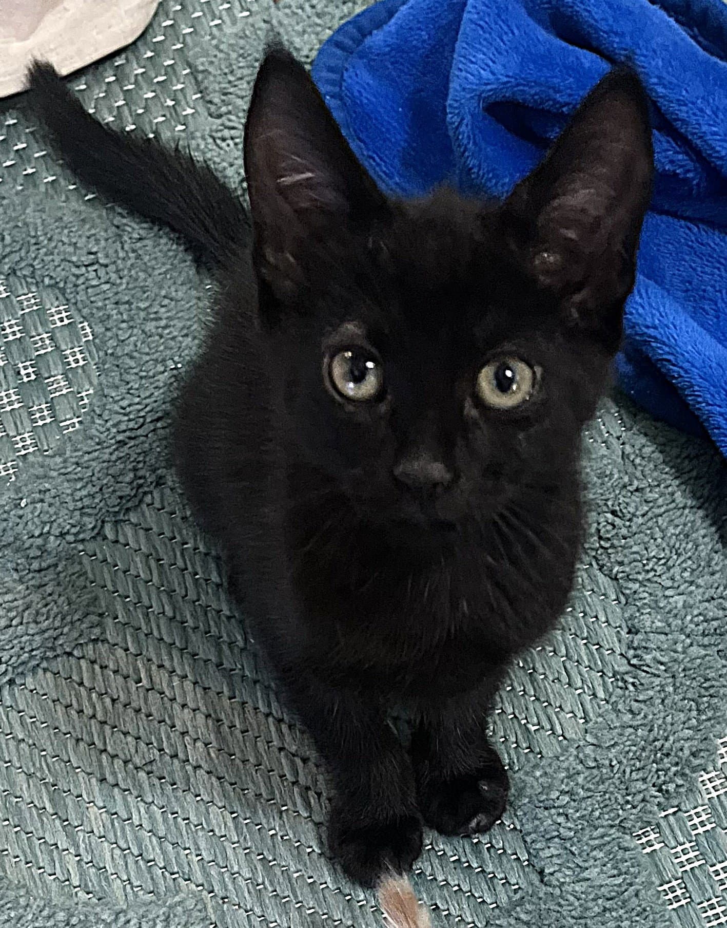 Ellie - Domestic Short Hair