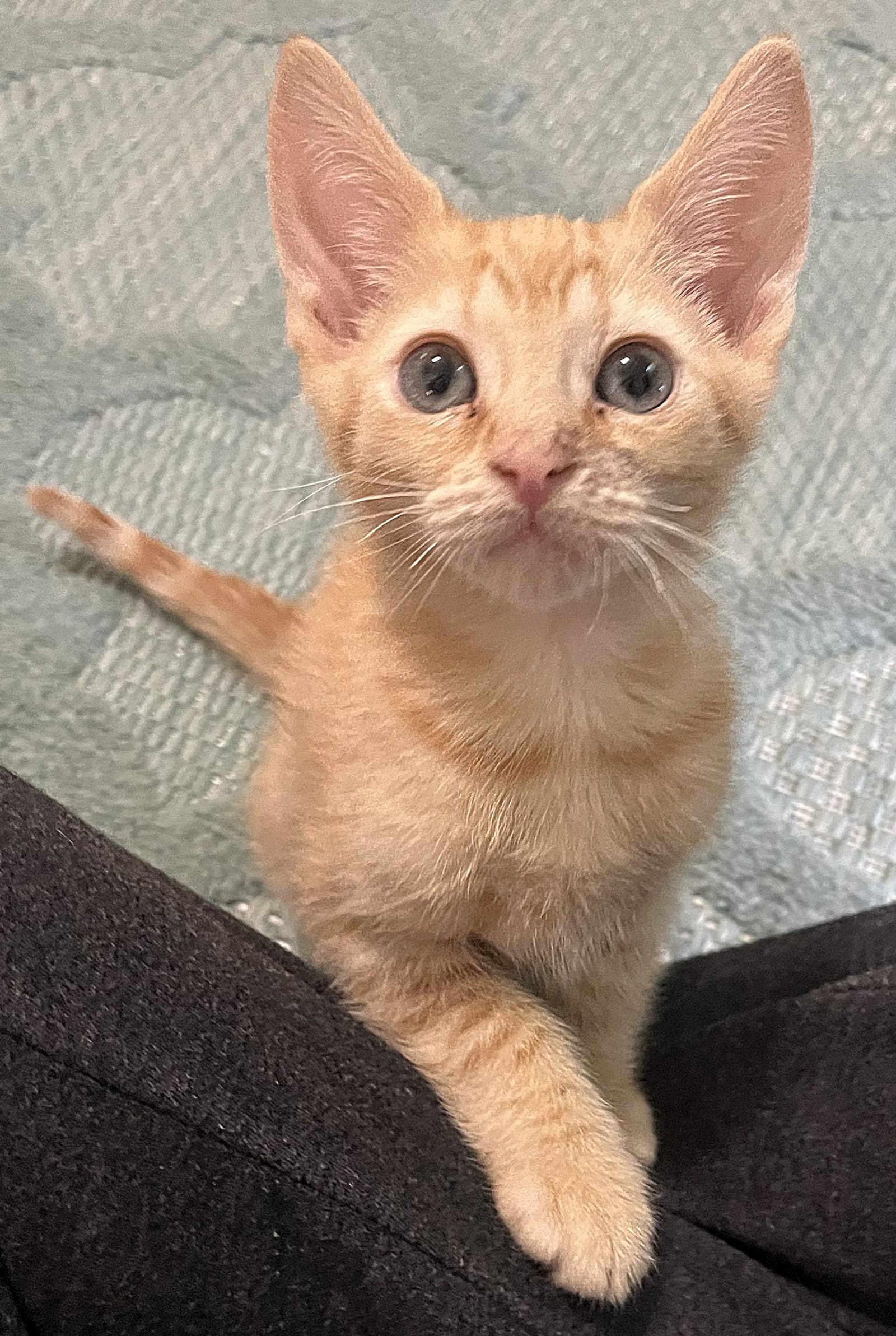 Elliott - Domestic Short Hair