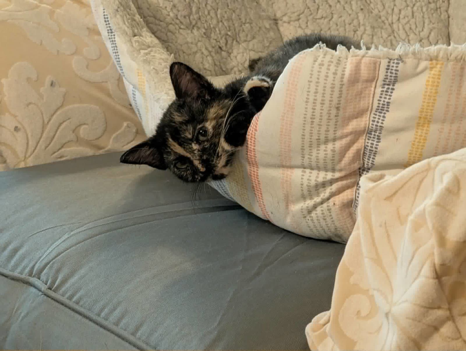 Royal - Domestic Short Hair