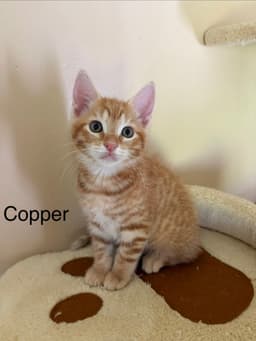 Copper image 1