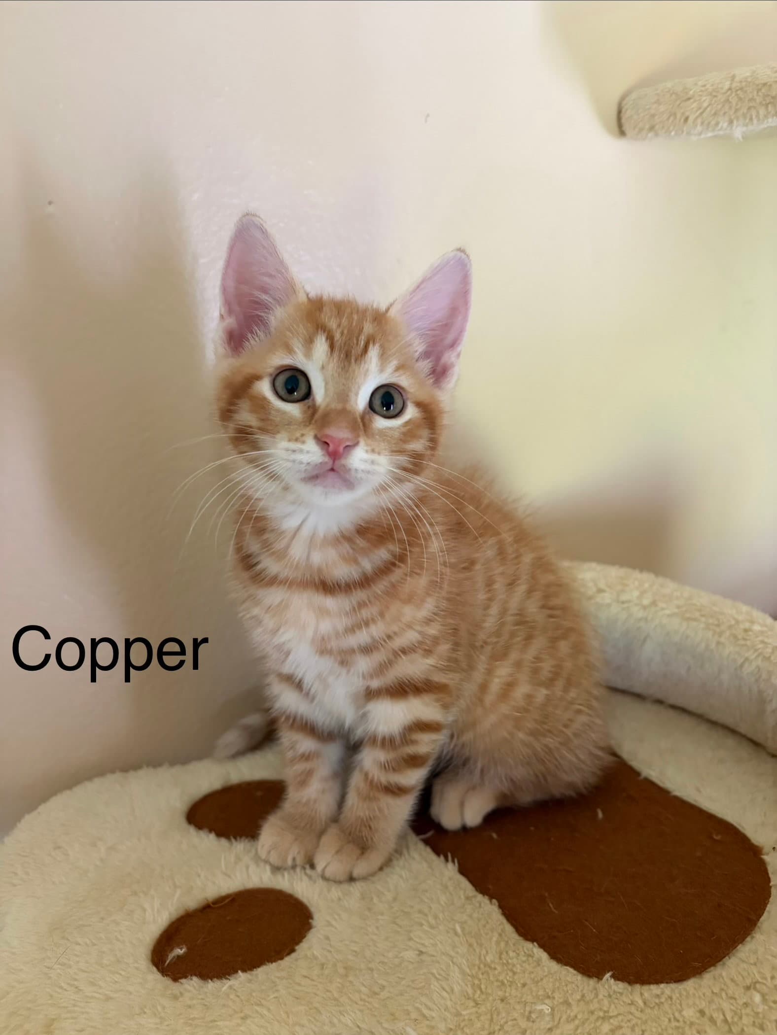 Copper - Domestic Short Hair