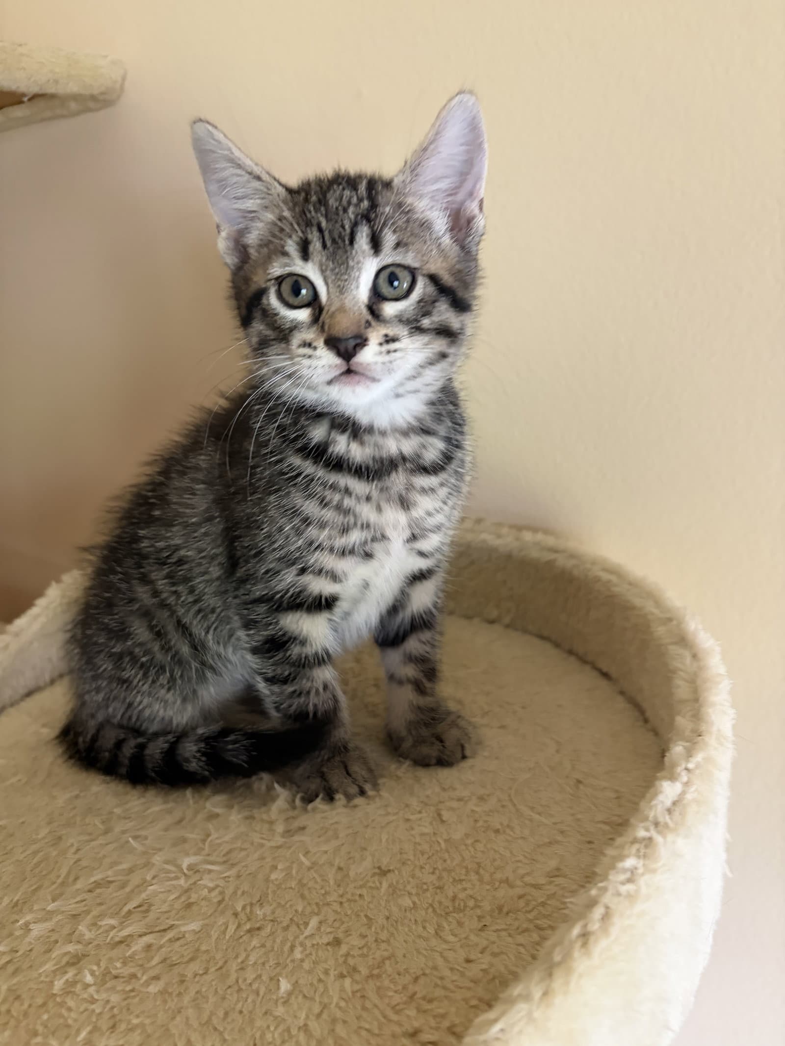 Tiger - Domestic Short Hair