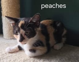 Peaches image 1