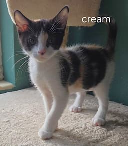 Cream image 1