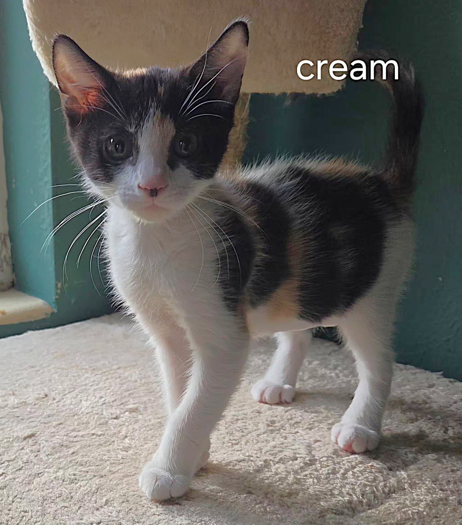 Cream - Domestic Short Hair