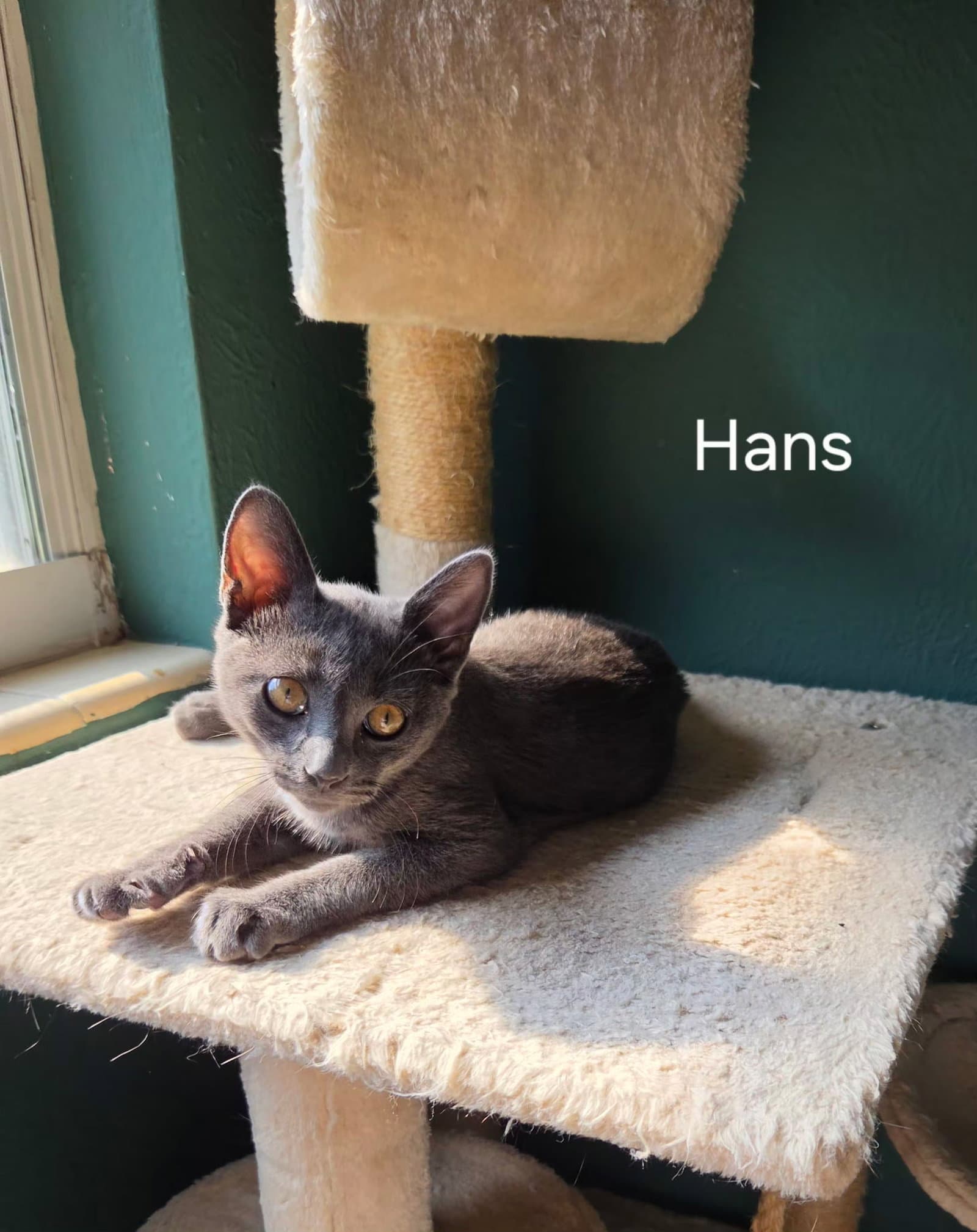 Hans - Domestic Short Hair