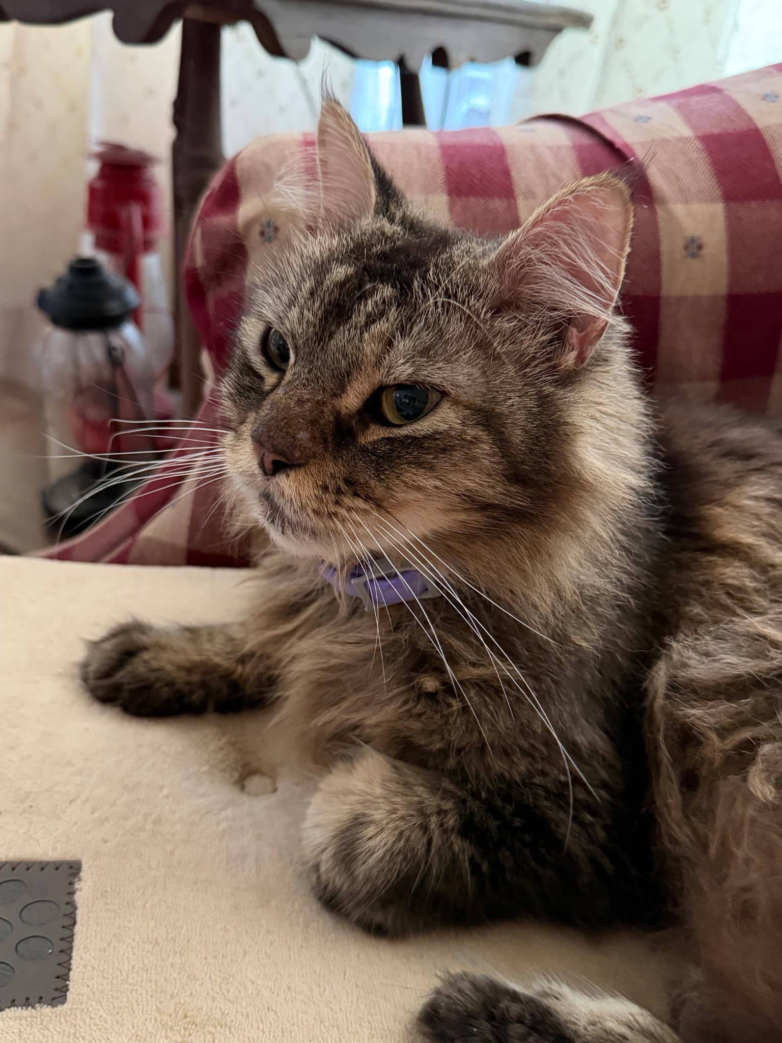 Boss Hog - Domestic Long Hair