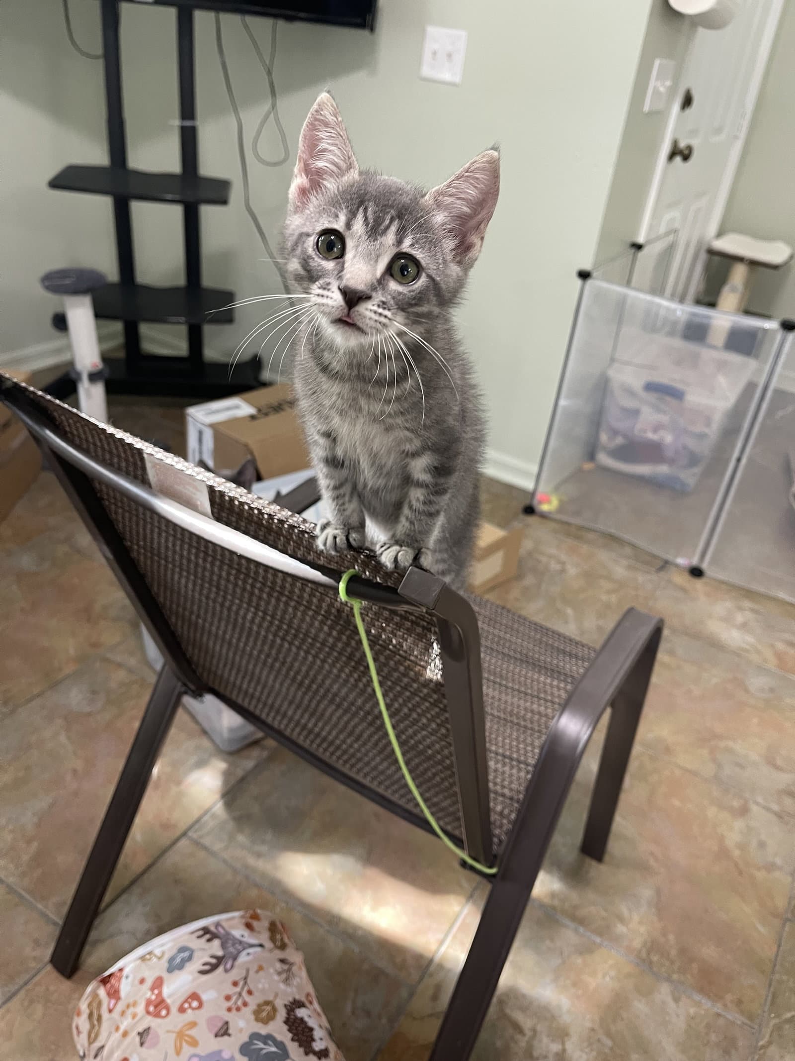 Tig - Domestic Short Hair