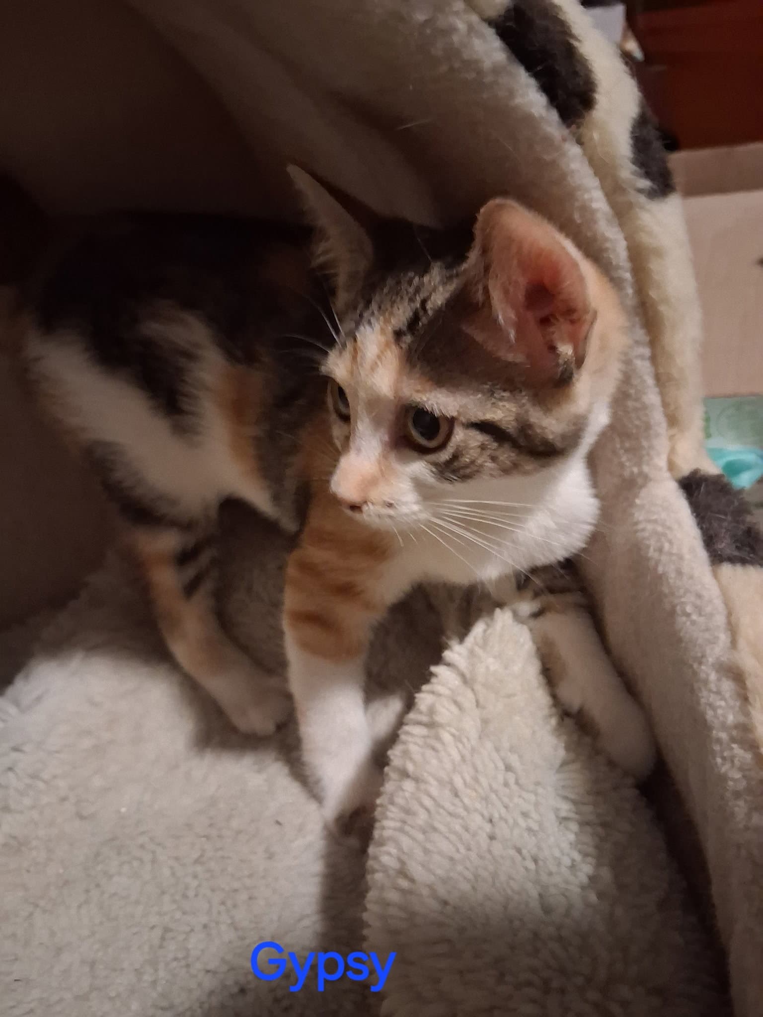 Gypsy - Domestic Short Hair
