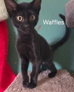 Waffles image 1