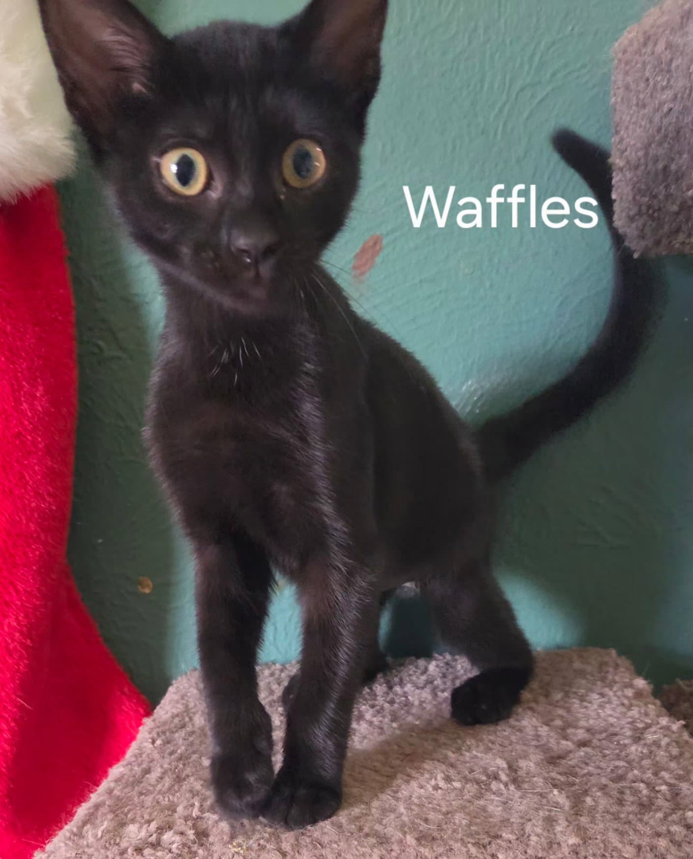 Waffles - Domestic Short Hair