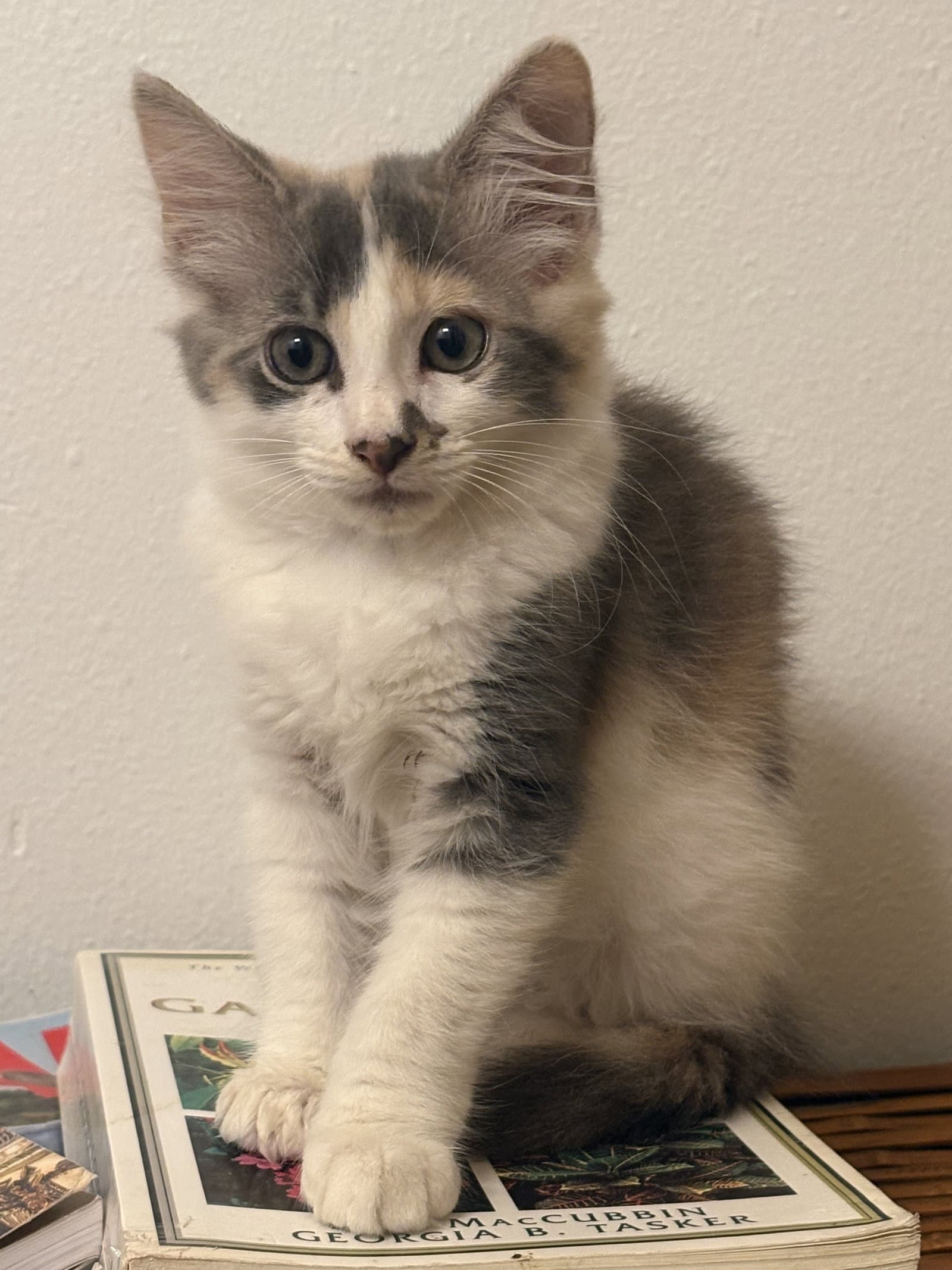 Miss Emmaline - Domestic Medium Hair