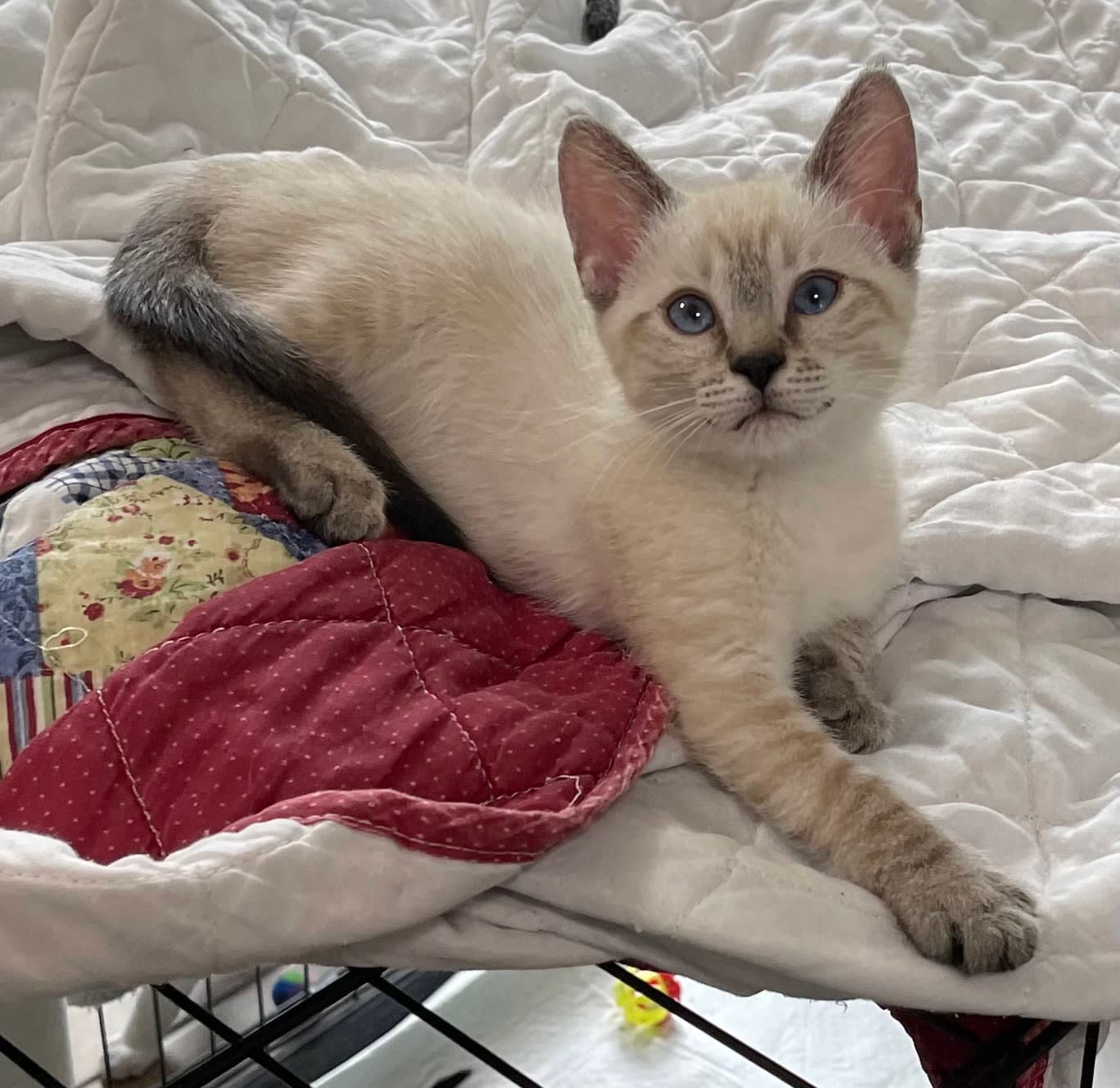 Coco - Domestic Short Hair
