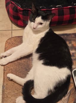 Petey image 1