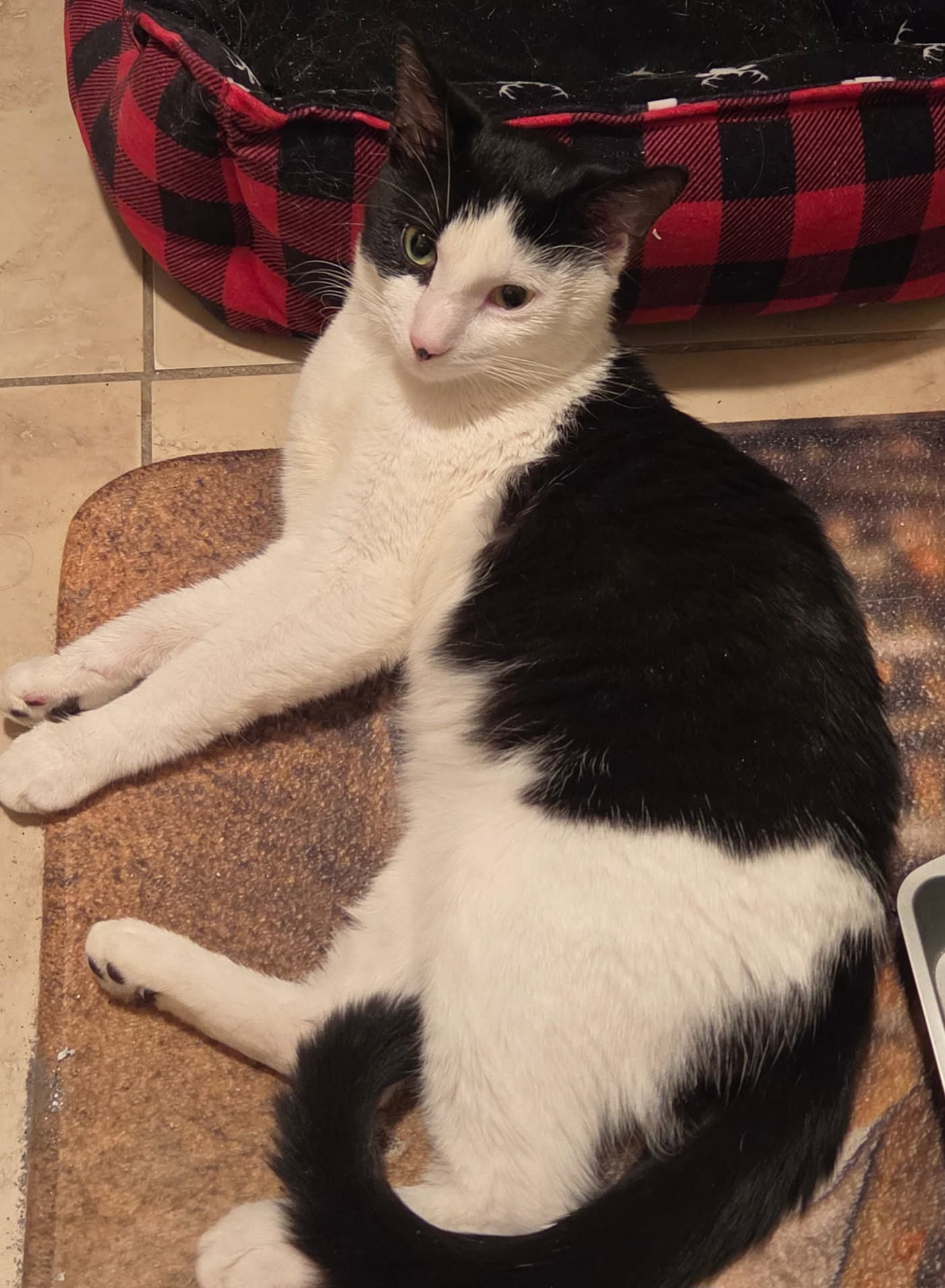 Petey - Domestic Short Hair