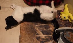 Petey image 2