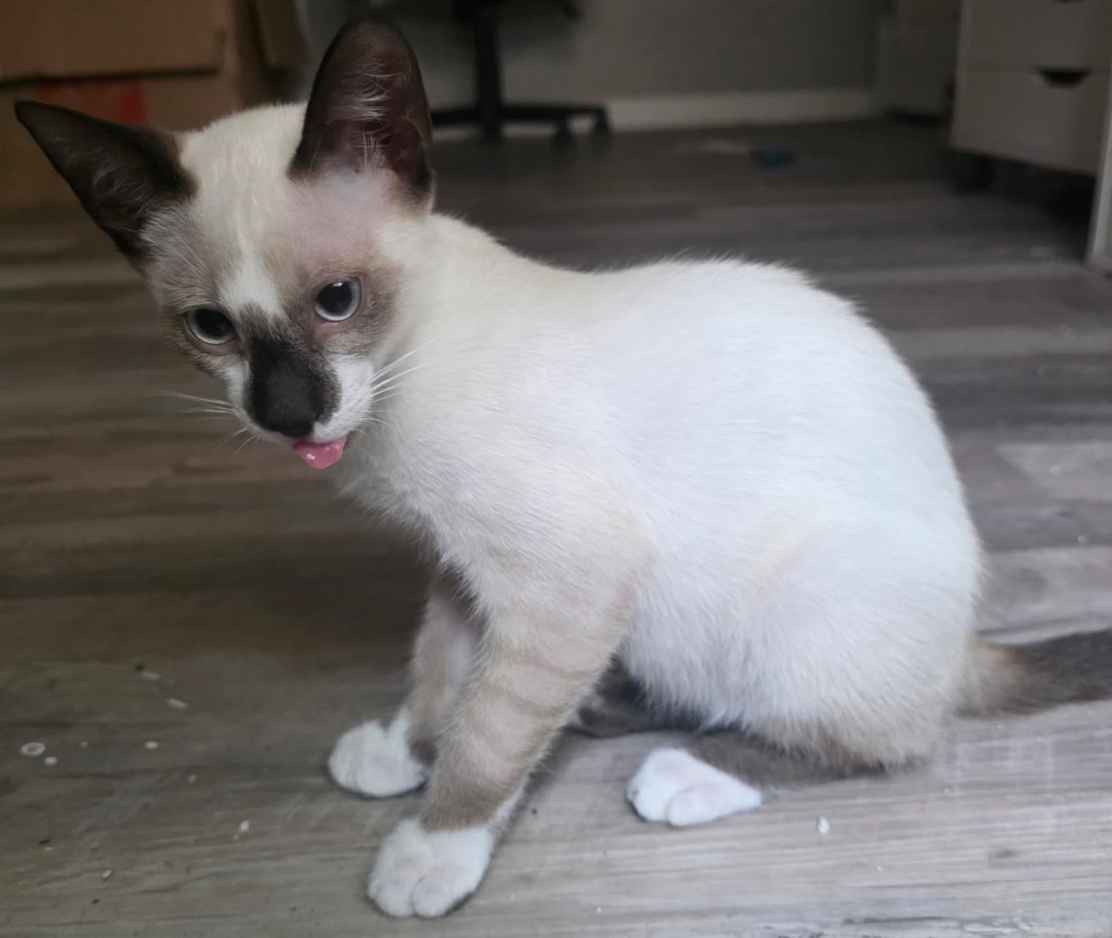 Sushi The Chocolate Point Siamese - Domestic Short Hair