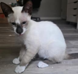 Sushi The Chocolate Point Siamese image 2