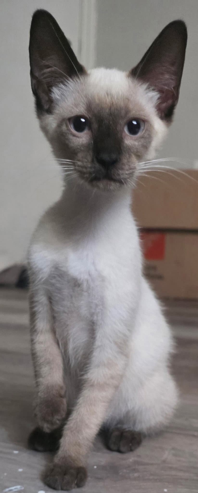 Sake The Chocolate Point Siamese - Domestic Short Hair