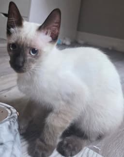 Sake The Chocolate Point Siamese image 2