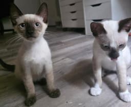 Sake The Chocolate Point Siamese image 3