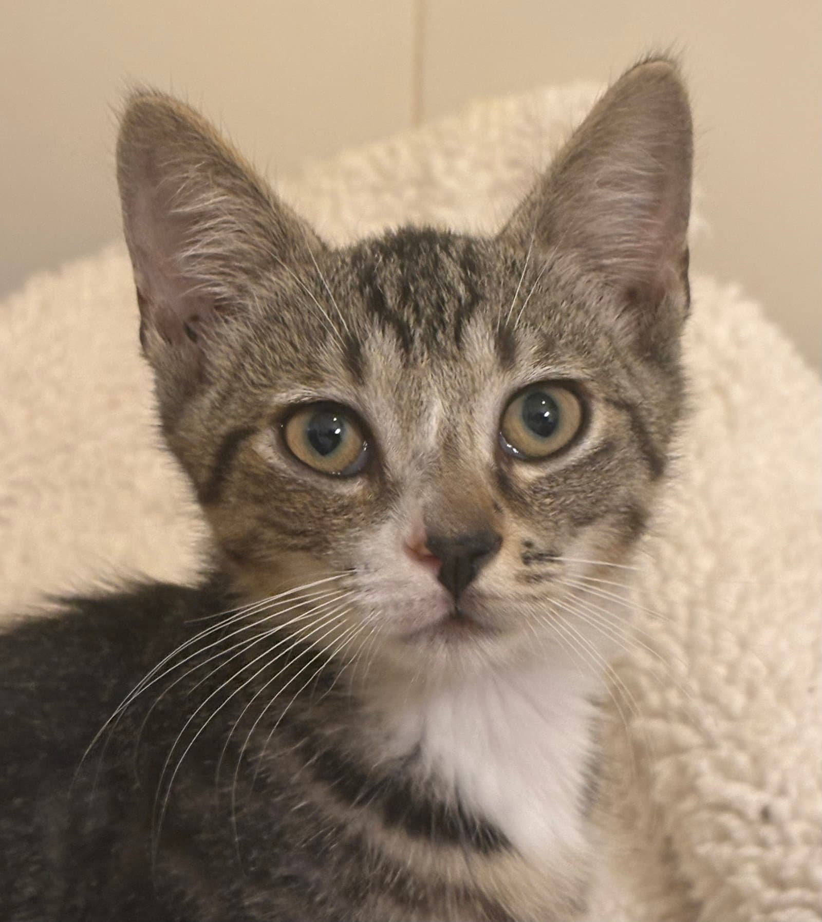 Ella - Domestic Short Hair