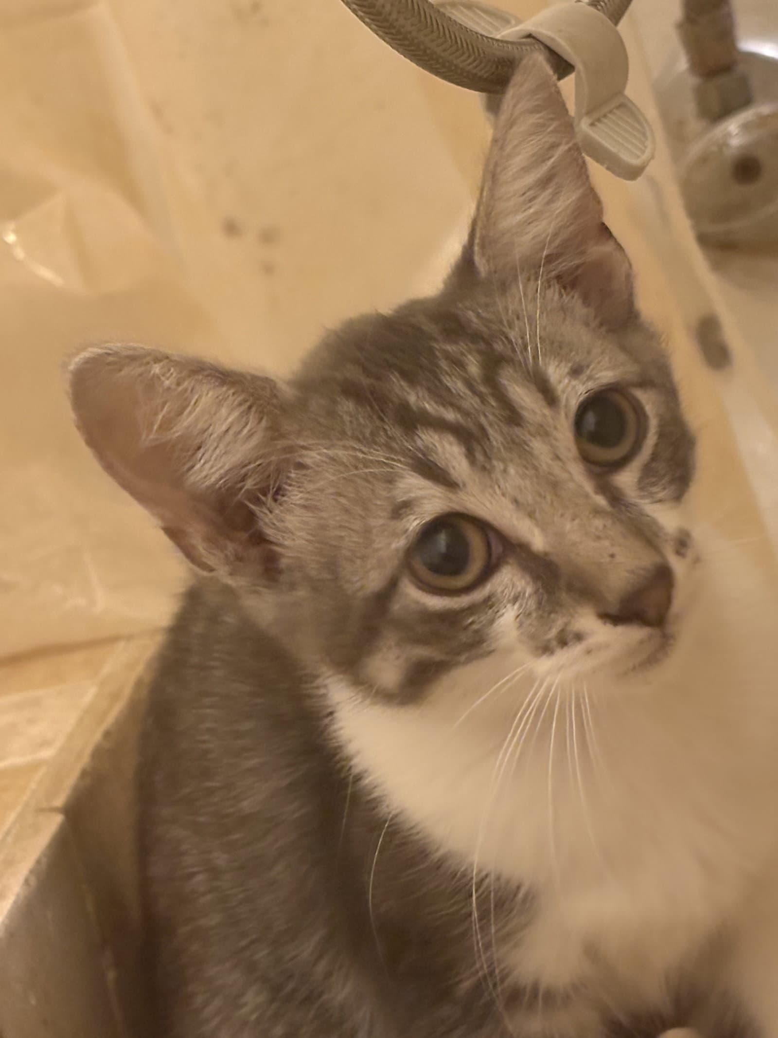 Elmo - Domestic Short Hair