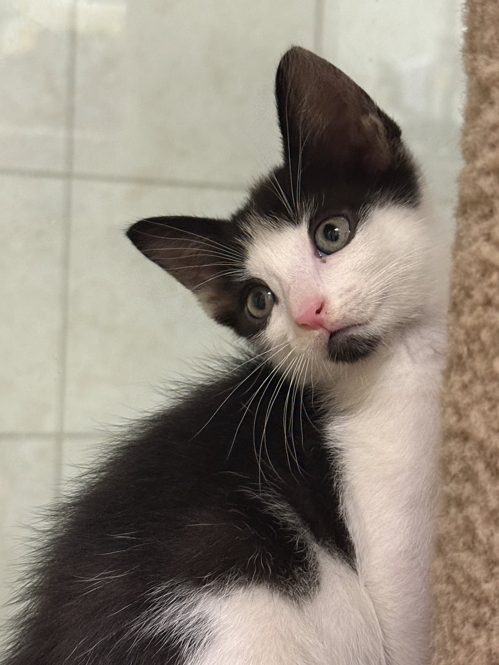 Bonnie - Domestic Short Hair