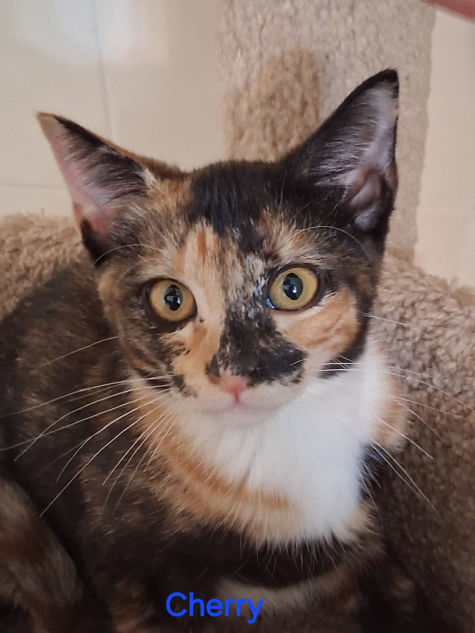 Cherry - Domestic Short Hair