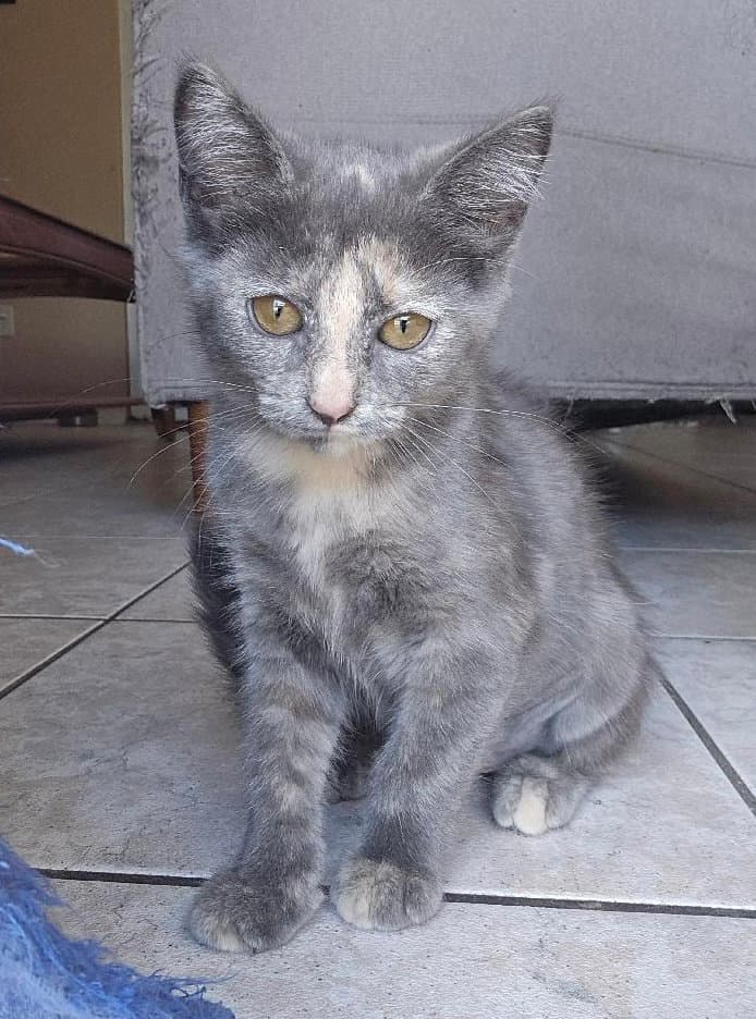 Cream Cheese - Domestic Medium Hair