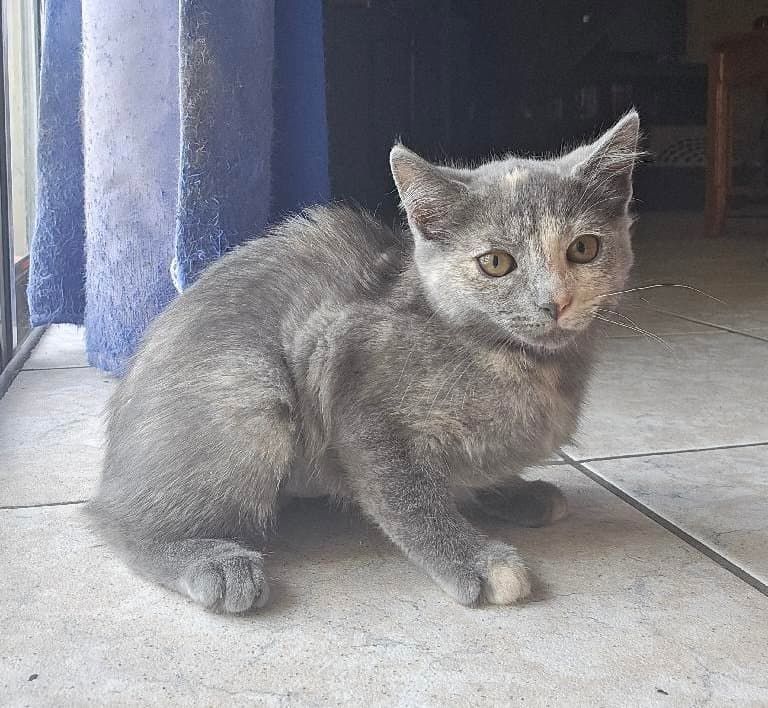 Dotty - Domestic Medium Hair