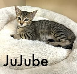 Jujube image 1