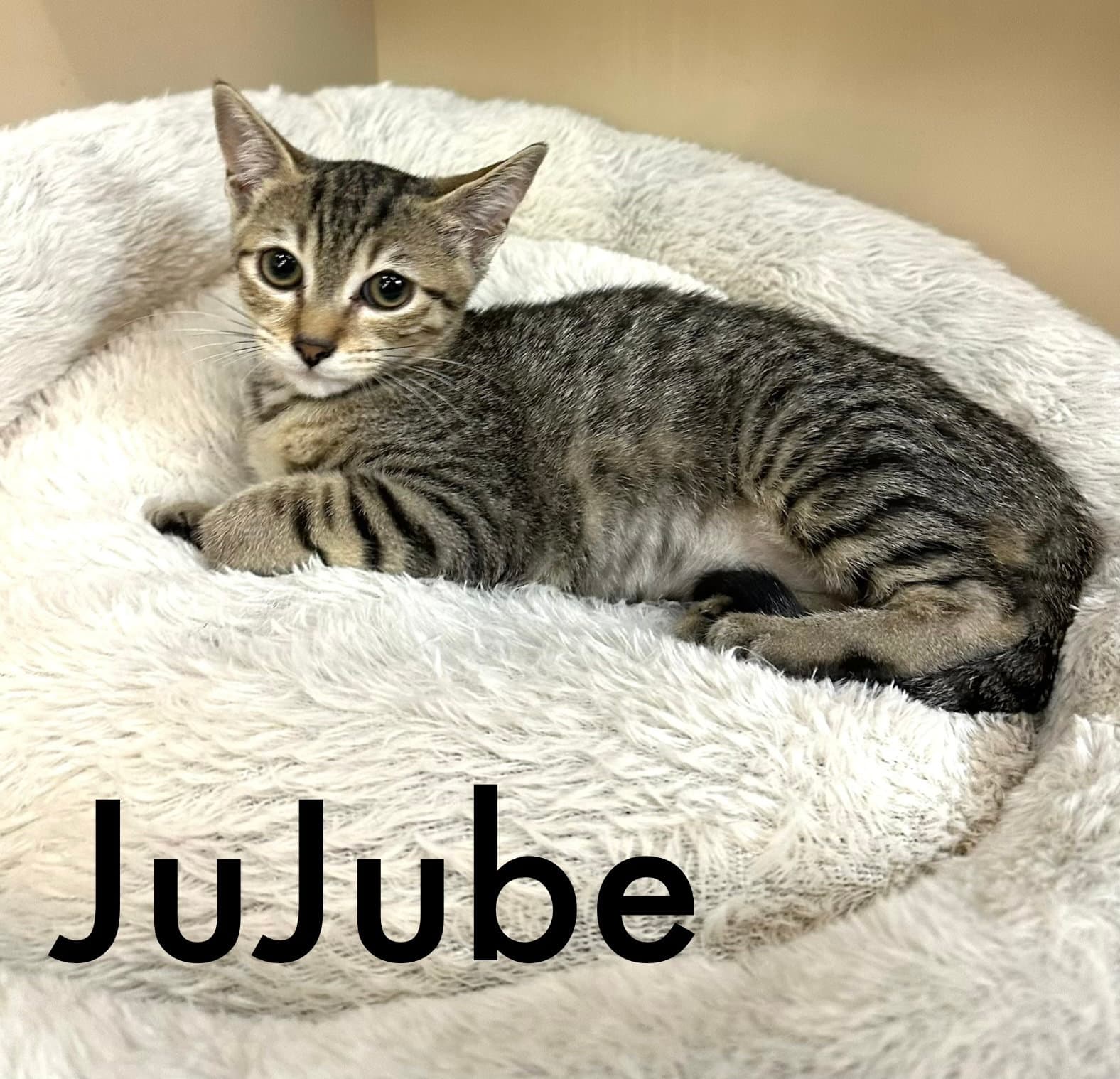 Jujube - Domestic Short Hair