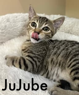 Jujube image 2