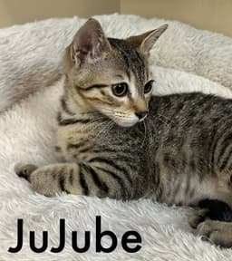 Jujube image 3