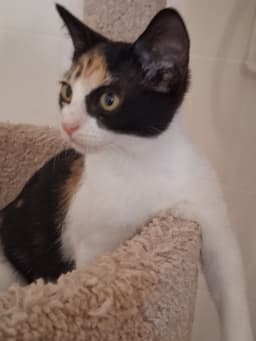 Casey image 2