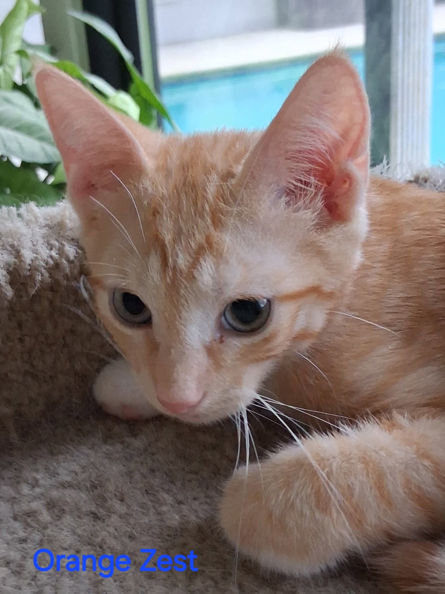 Orange Zest - Domestic Short Hair