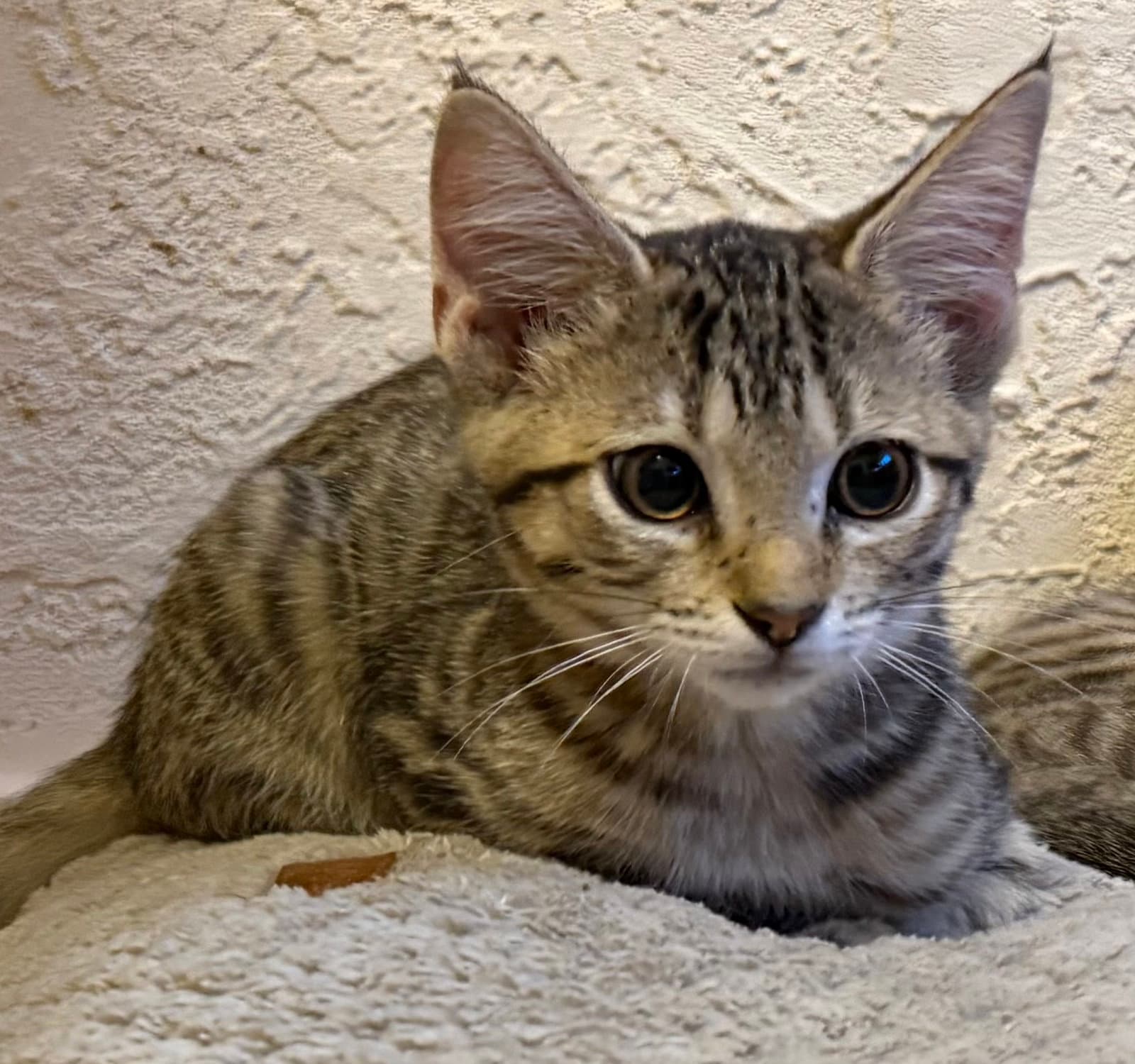 Matcha - Domestic Short Hair
