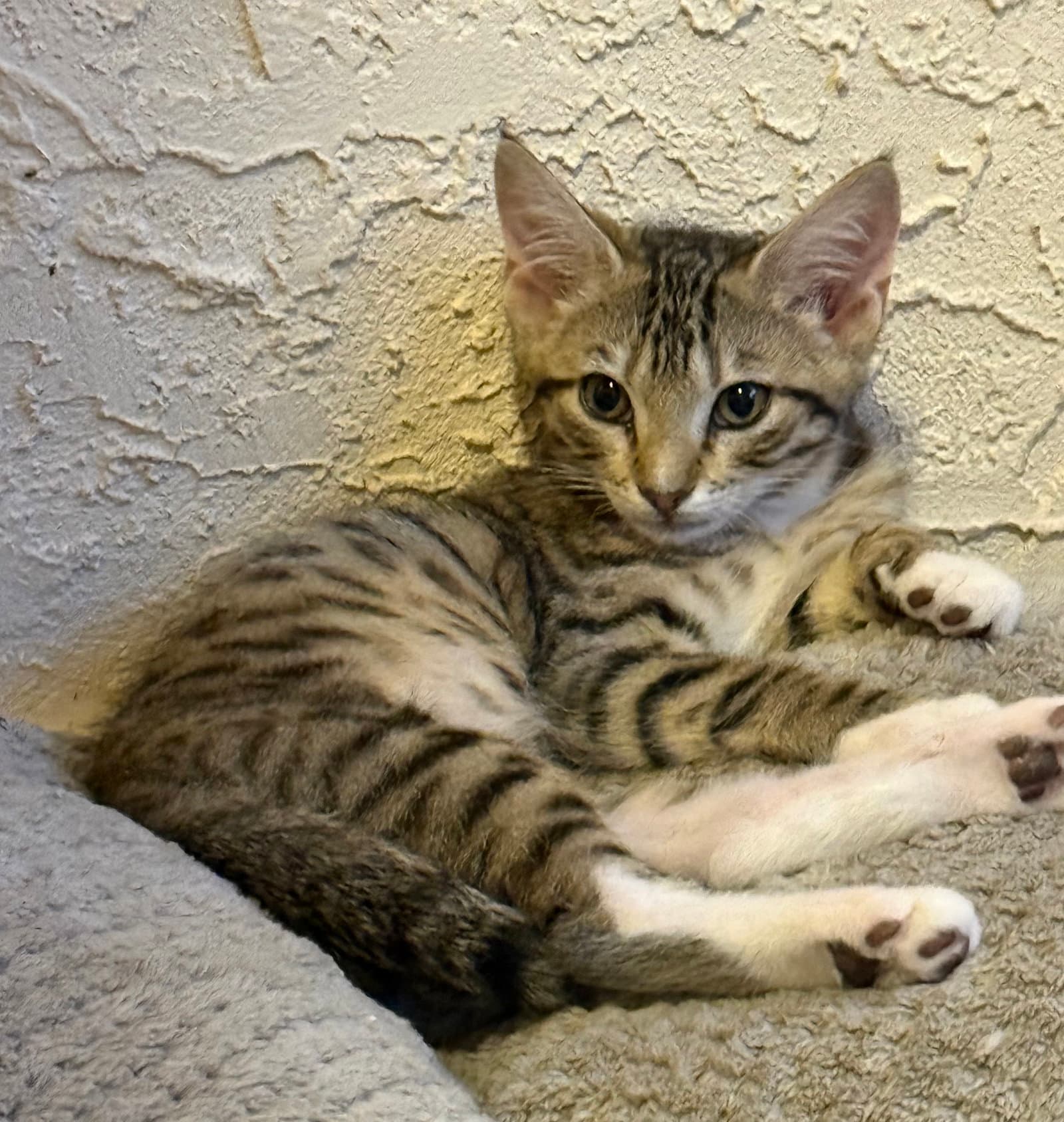 Mocha - Domestic Short Hair