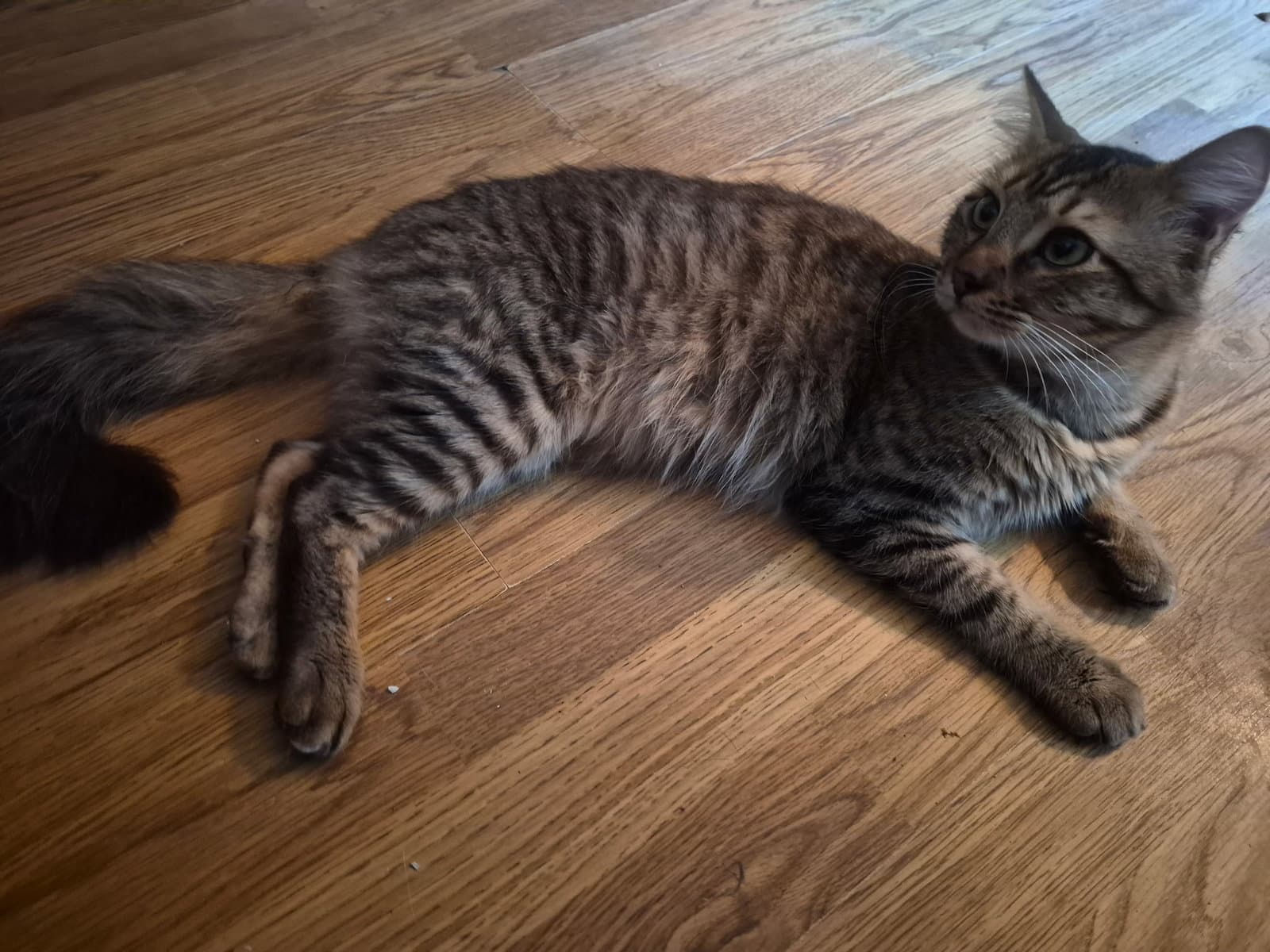 Sedrick - Domestic Medium Hair