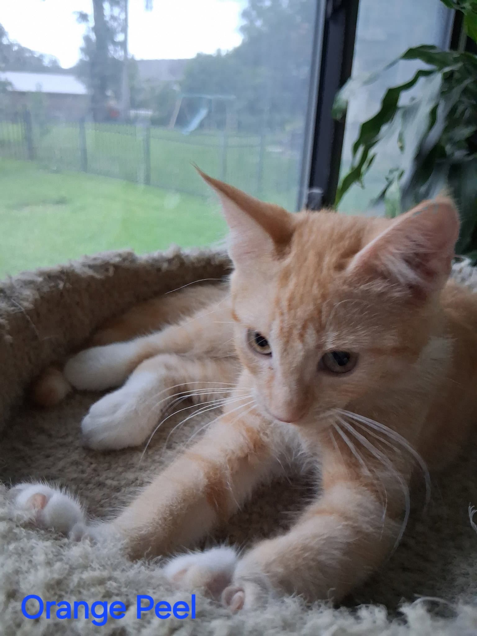 Orange Peel - Domestic Short Hair