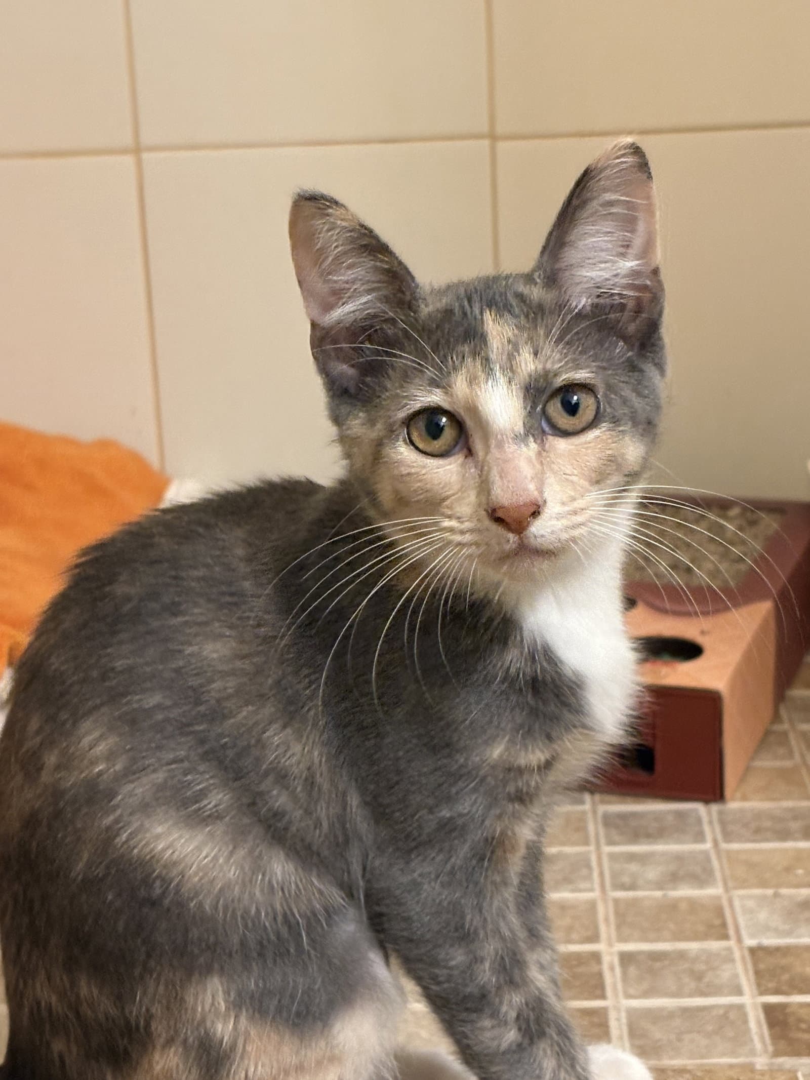 Punkin - Domestic Short Hair